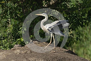 Grey heron Ardea cinerea photo