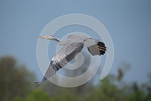 Grey heron Ardea cinerea, real wildlife - no ZOO