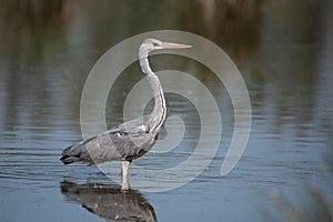 Grey heron Ardea cinerea, real wildlife - no ZOO