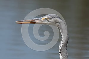 Grey heron Ardea cinerea, real wildlife - no ZOO