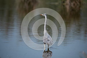 Grey heron Ardea cinerea, real wildlife - no ZOO