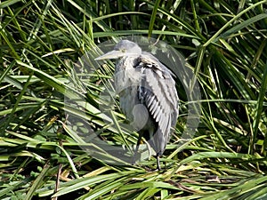 Grey Heron Ardea cinerea in reeds