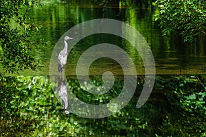 Grey Heron (Ardea cinerea) reflected in the River Crane, West London