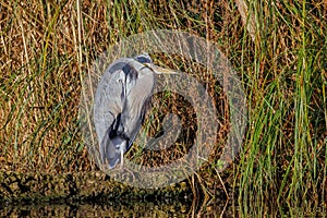 Grey Heron - Ardea cinerea at rest.