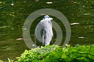 Grey Heron (Ardea cinerea) on riverbank