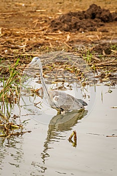 Grey Heron Ardea cinerea searching for food, Queen Elizabeth National Park, Uganda.