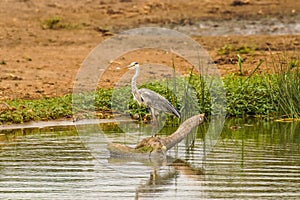 Grey Heron Ardea cinerea searching for food, Queen Elizabeth National Park, Uganda.