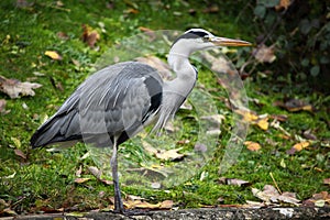 Grey Heron (Ardea cinerea)