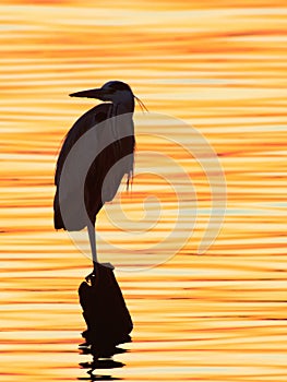 Grey heron, Ardea cinerea, silhouette standing on the sunset lake