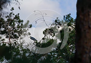 Grey heron Ardea cinerea sit on branch in tree with blue sky