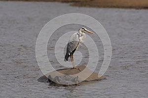 Grey heron,  Ardea cinerea sitting on hippopotamus.  Kruger National Park