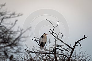 Grey heron or Ardea cinerea with sky background in cold winters of keoladeo national park or bharatpur bird sanctuary