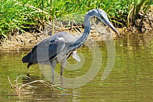 Grey heron Ardea cinerea stalking for preys in a pond