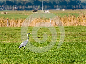 Grey heron, Ardea cinerea, standing in field of farmland in Eempolder, Netherlands