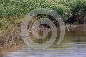 Grey Heron Ardea cinerea  standing on pond edge