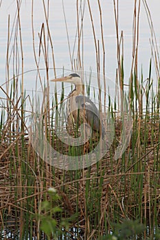 A grey heron, Ardea cinerea, standing in the reeds surrounding a lake in winter