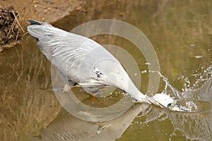 a Grey Heron (Ardea cinerea) standing at the river bank fishing