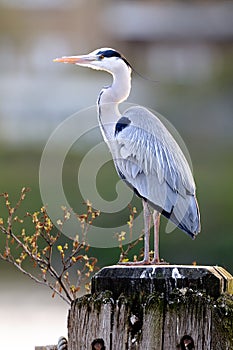 Grey Heron (ardea cinerea) standing by the Thames