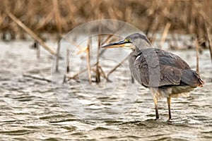 Grey Heron or Ardea cinerea stands in river