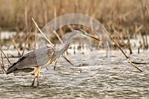 Grey Heron or Ardea cinerea stands in river