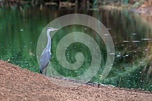 Grey Heron or Ardea cinerea stands in river