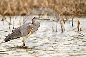 Grey Heron or Ardea cinerea stands in river