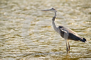 Grey Heron or Ardea cinerea stands in river