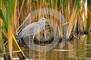 Grey Heron or Ardea cinerea stands in river