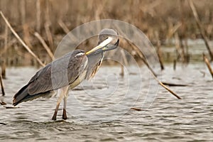 Grey Heron or Ardea cinerea stands in river and cleams feather