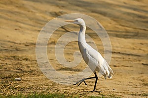 Grey heron ardea cinerea stepping forward brisk walking on the ground