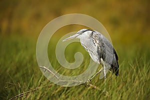 Grey heron Ardea cinerea in the swamps of the lake