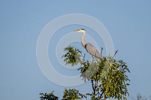 Grey heron Ardea cinerea