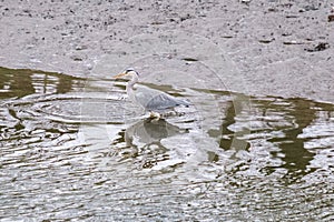 Grey Heron Ardea cinerea, Victoria Park, Belfast, Northern Ireland, UK