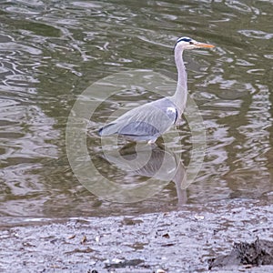 Grey Heron Ardea cinerea, Victoria Park, Belfast, Northern Ireland, UK