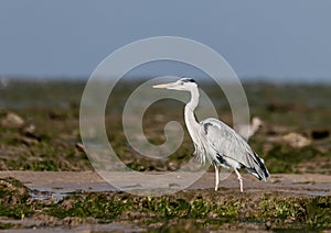 Grey Heron