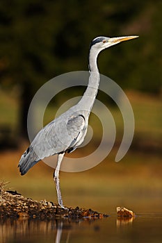Grey Heron, Ardea cinerea, in water, blurred grass in background. Heron in the forest lake. Bird in the nature habitat, walking in photo