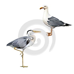 Grey Heron, Ardea Cinerea, white bird seagull