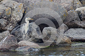 The grey heron Area cinerea