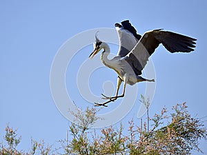 Grey heron arriving at the top of a tree