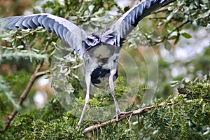 A grey heron balancing in a tree