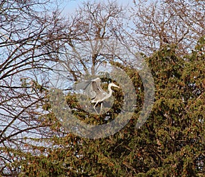 Grey heron balancing in a tree