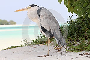 Grey Heron on a beach, Maldives