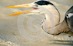 Grey Heron on the beach in the Maldives