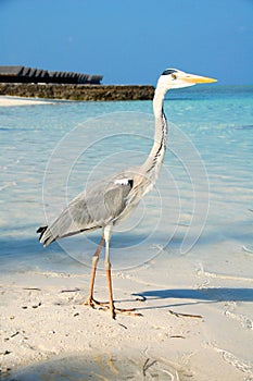 Grey Heron on the beach in the Maldives