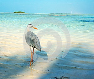 Grey Heron on the beach in the Maldives