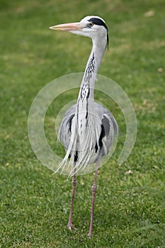 Grey Heron Bird