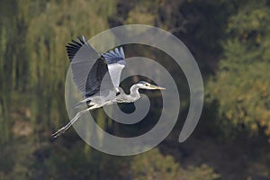 Grey Heron bird