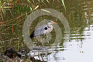 Grey Heron bird on bog