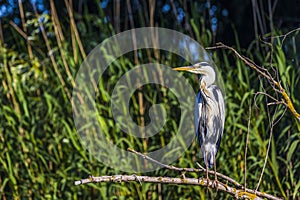 Grey heron bird in Danube Delta from Romania