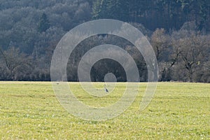 Grey heron bird on the field